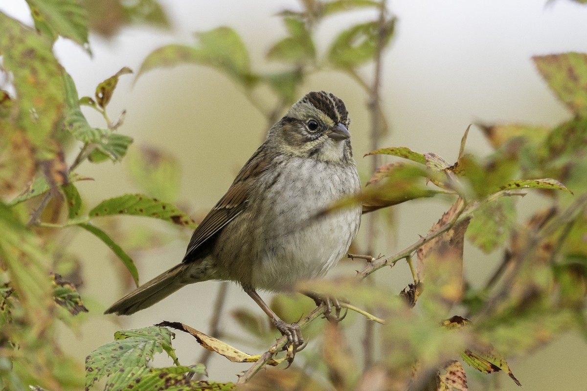 Swamp Sparrow - ML644594195
