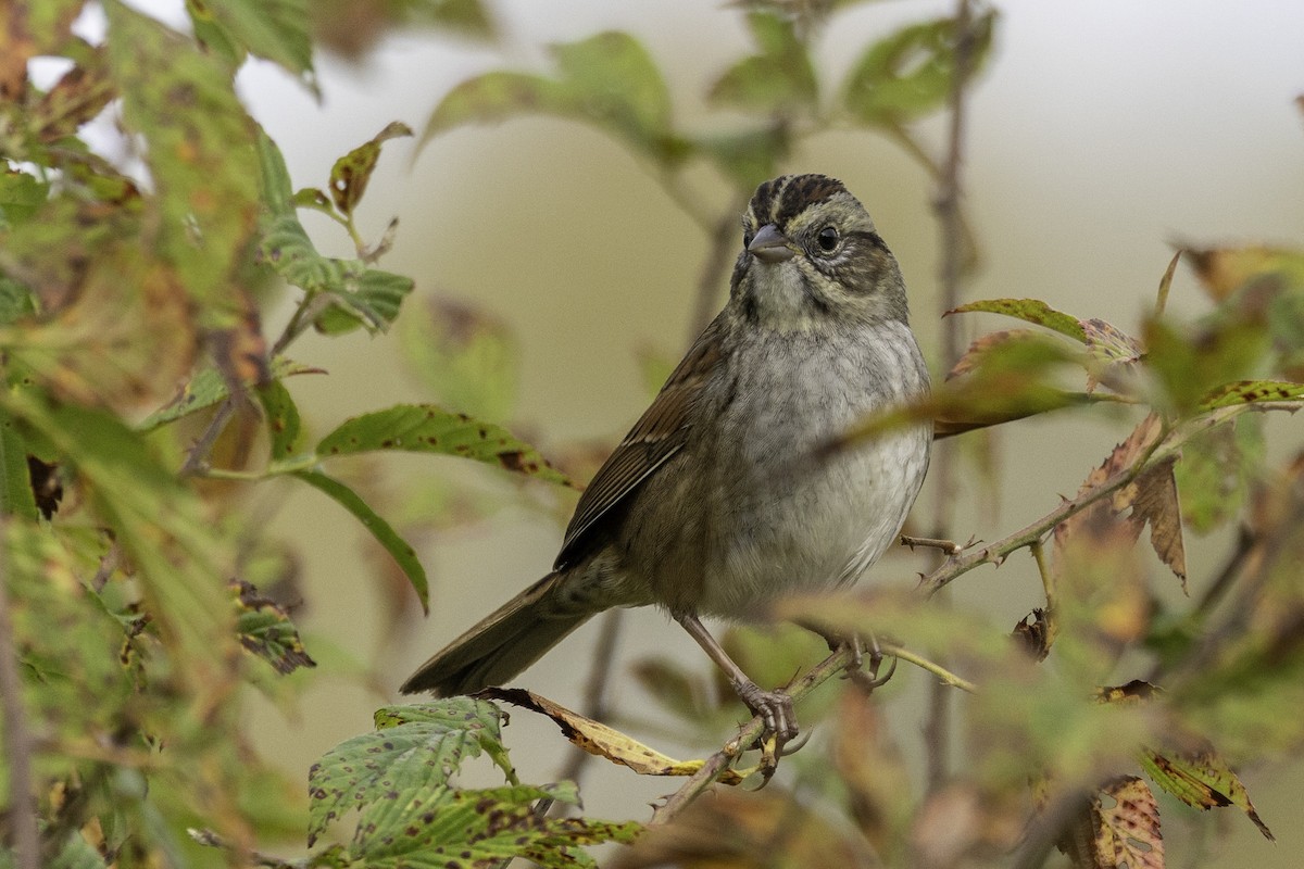 Swamp Sparrow - ML644594202