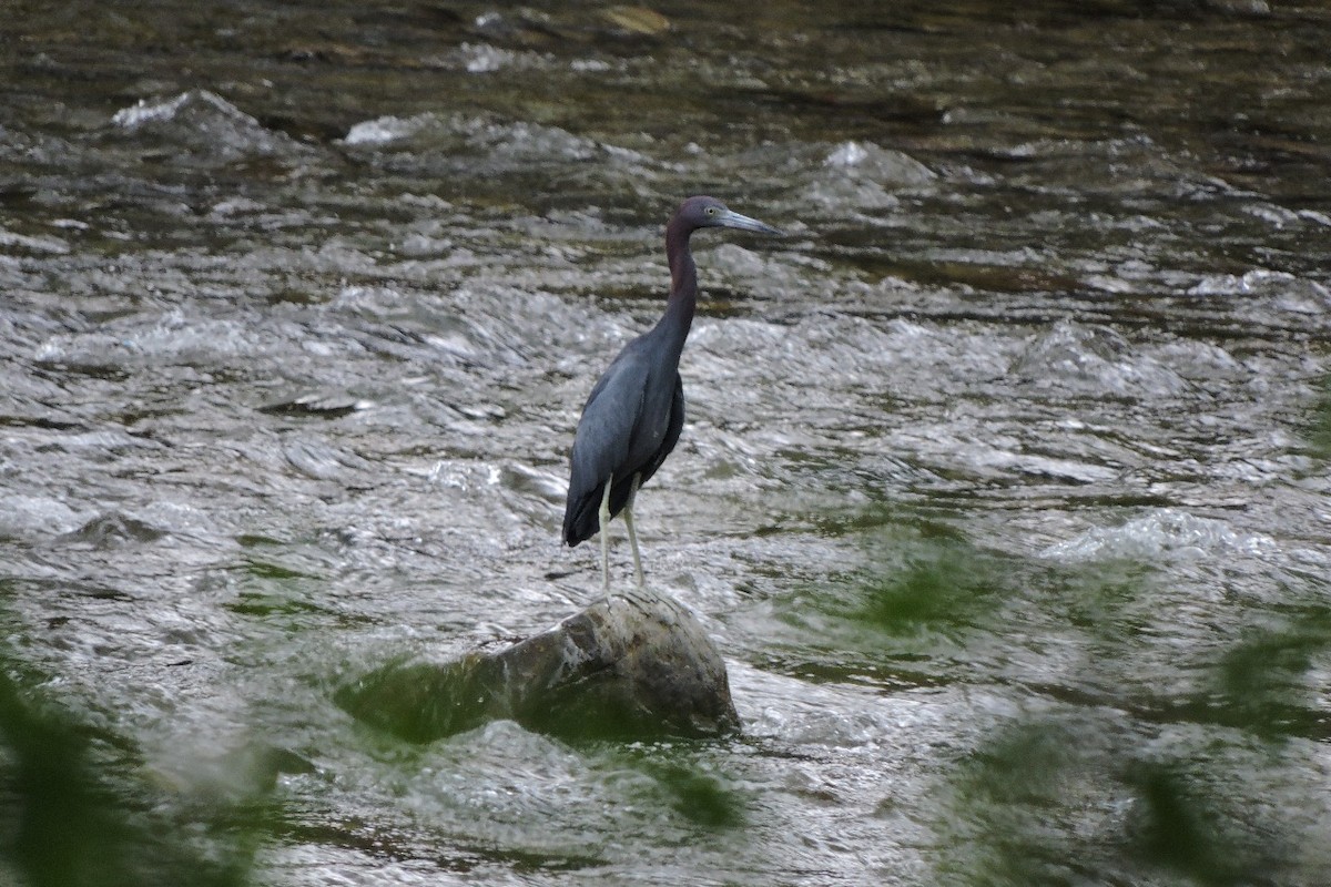 Little Blue Heron - ML644594208