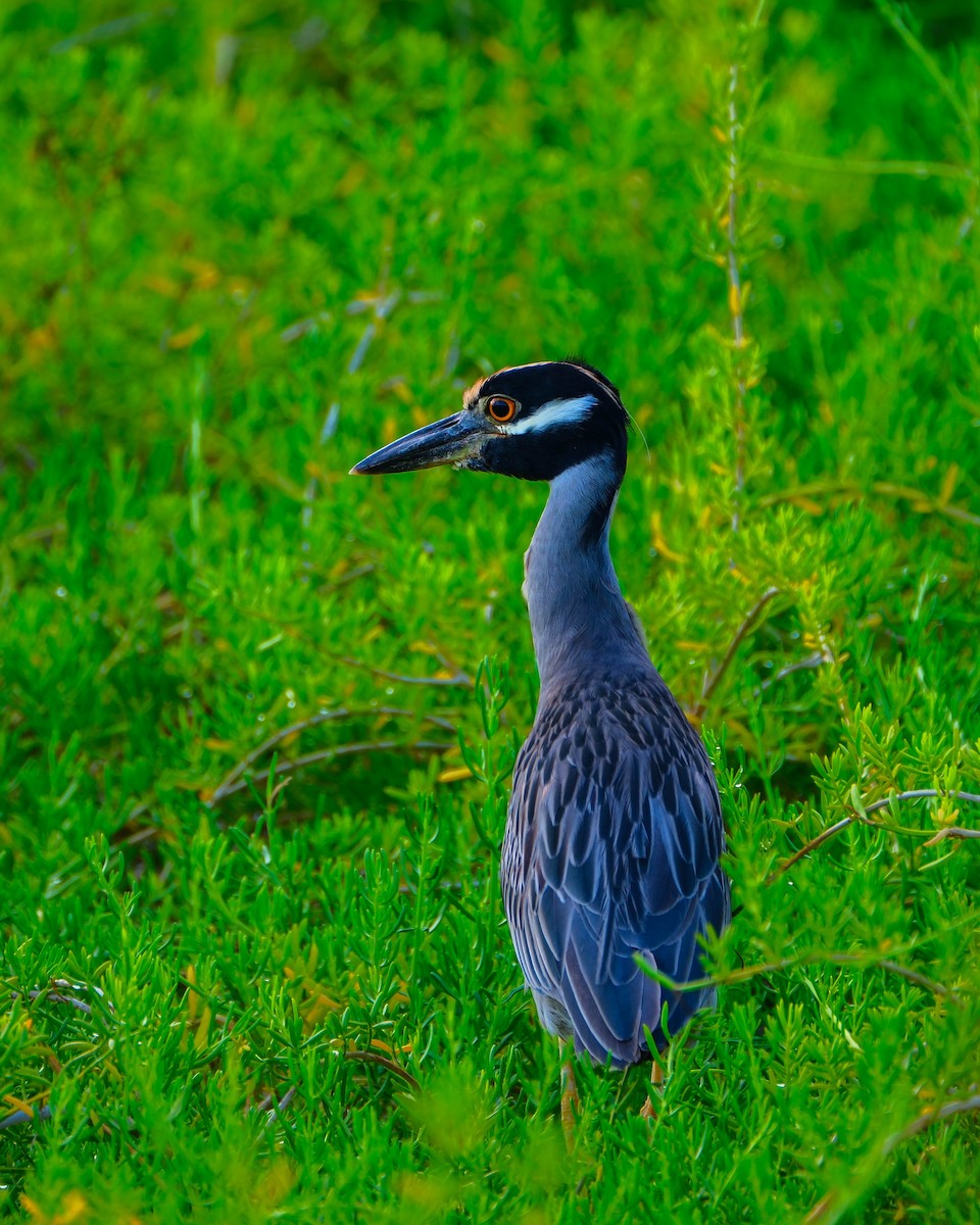 kvakoš žlutočelý - ML644594210