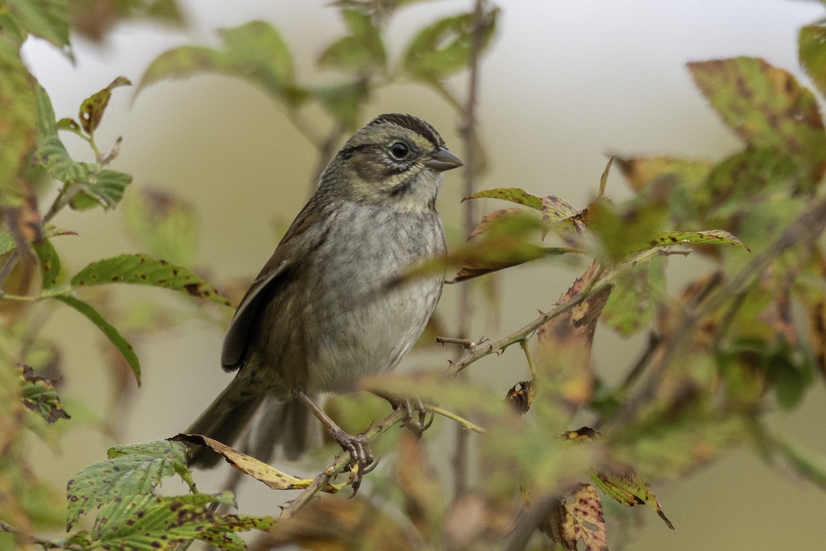 Swamp Sparrow - ML644594211