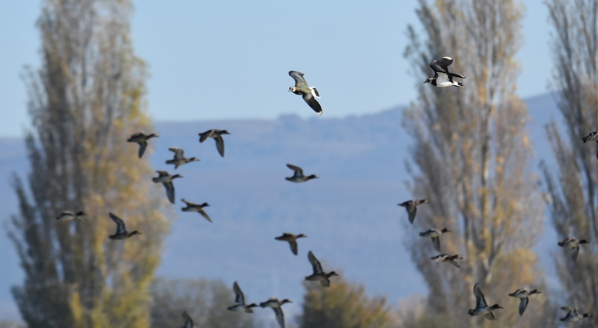 Чайка чубата - ML644594213