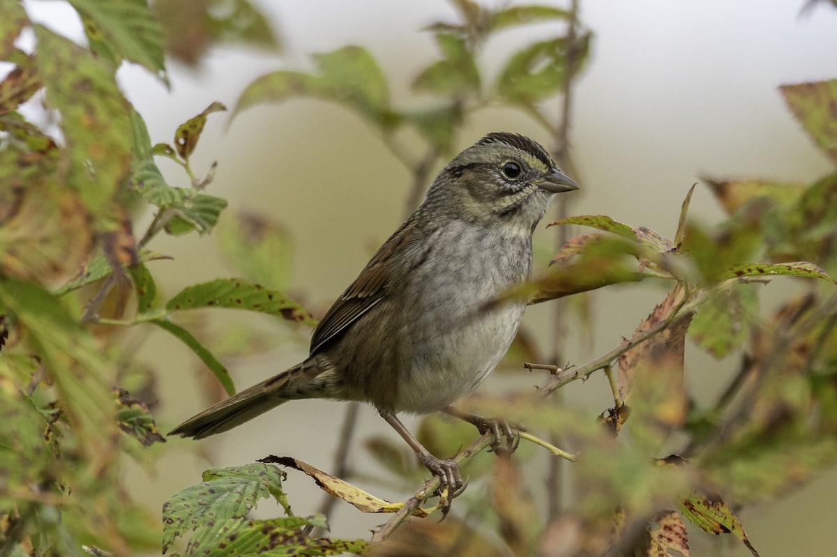 Swamp Sparrow - ML644594216