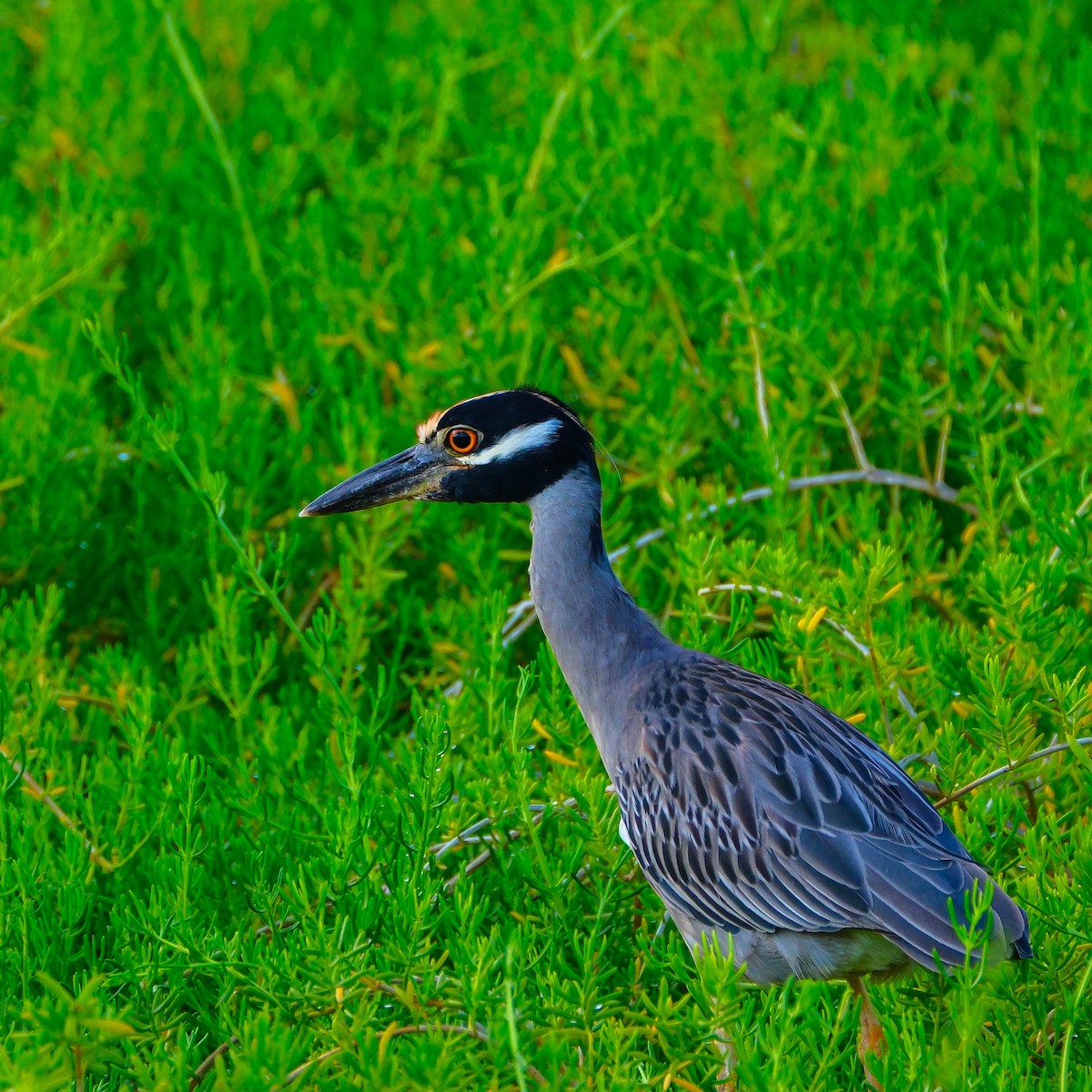 kvakoš žlutočelý - ML644594217