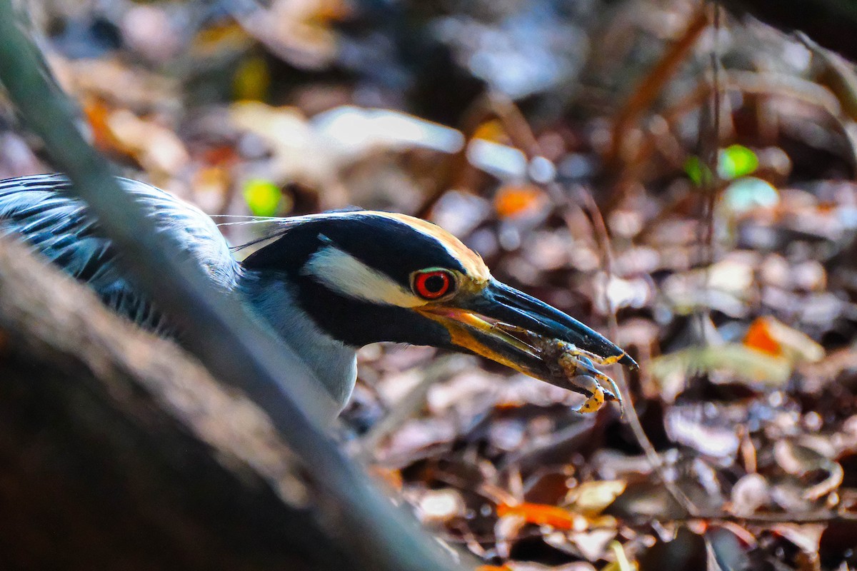 kvakoš žlutočelý - ML644594219