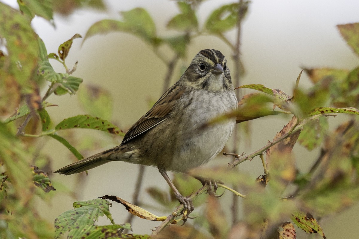 Swamp Sparrow - ML644594220