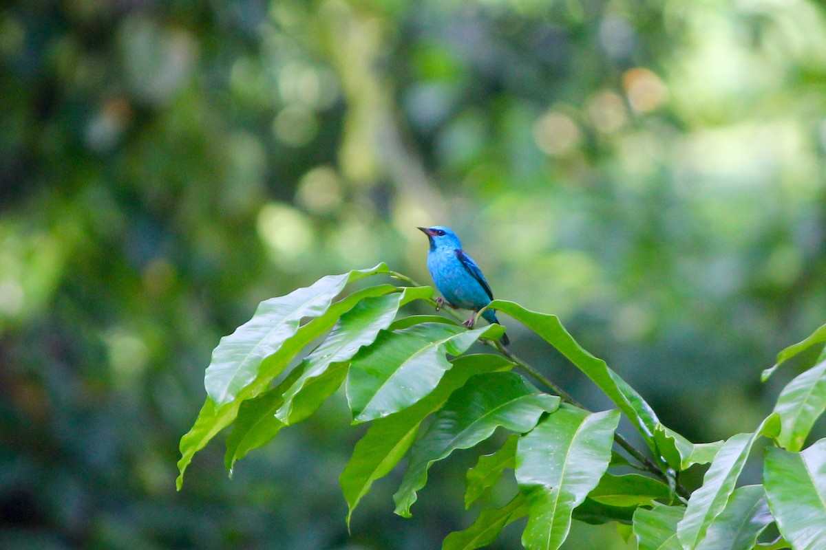 Blue Dacnis - ML644594221