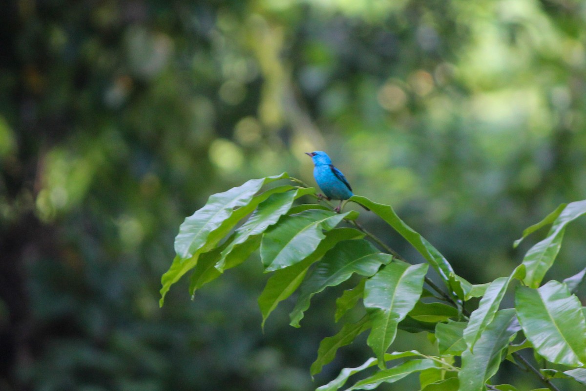 Blue Dacnis - ML644594222