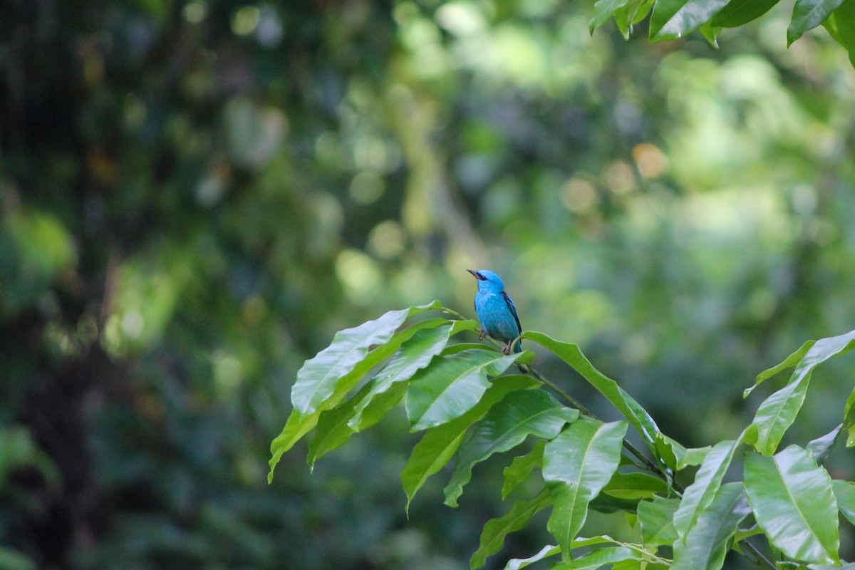 Blue Dacnis - ML644594223