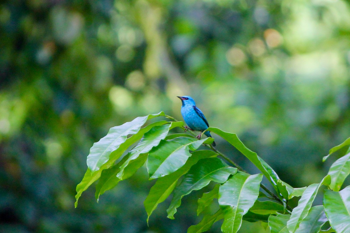 Blue Dacnis - ML644594224