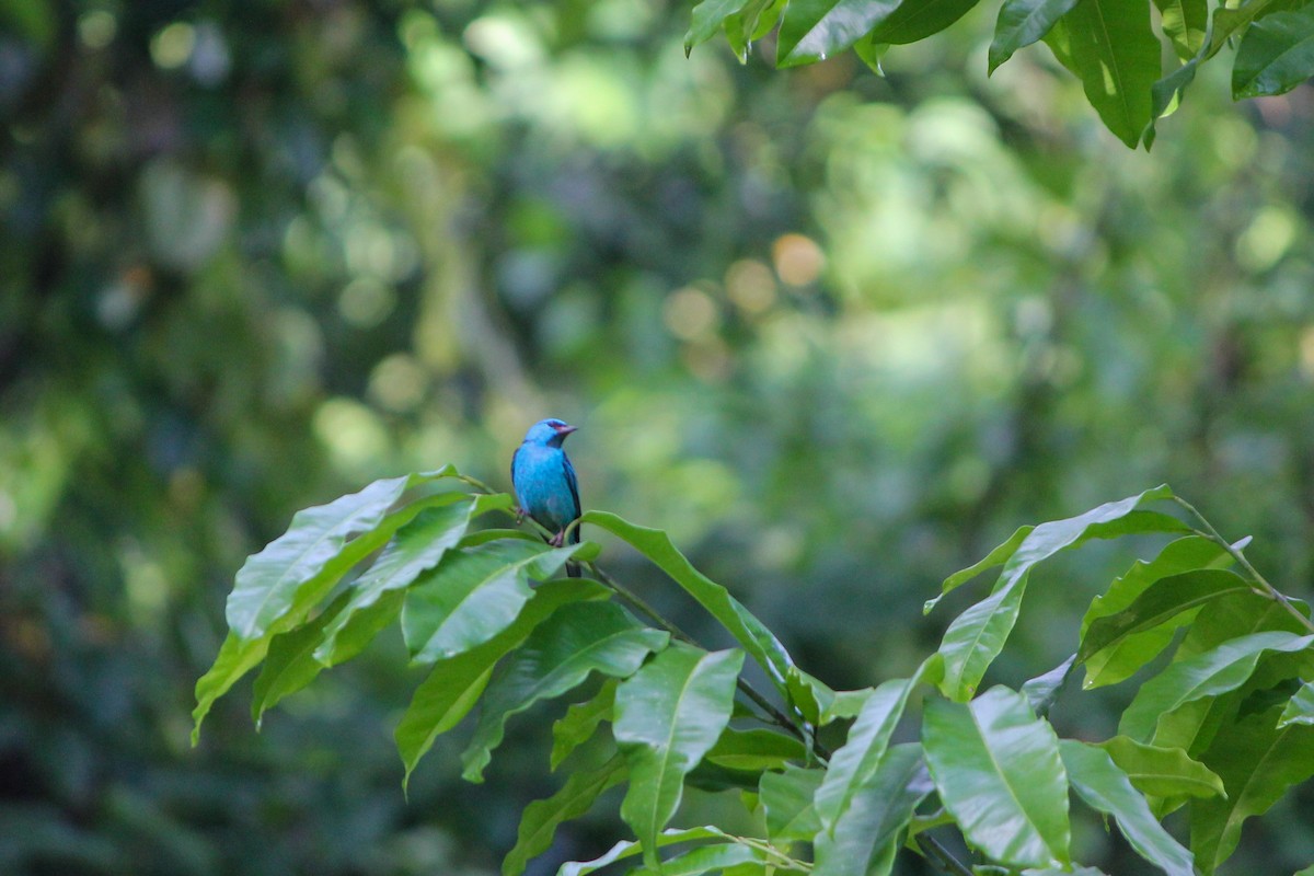 Blue Dacnis - ML644594225