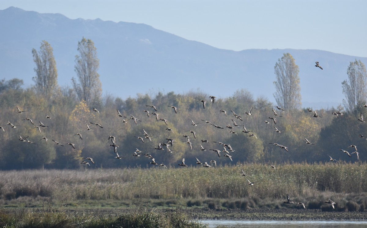 Чирянка мала - ML644594227