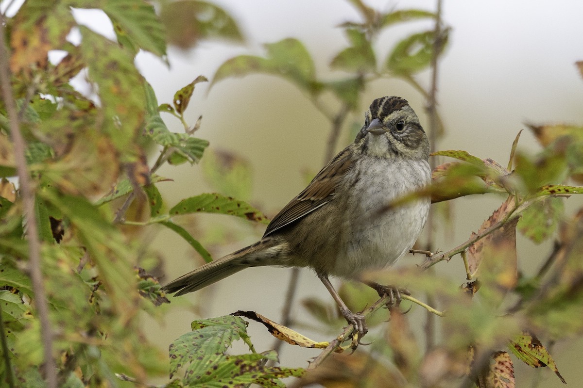 Swamp Sparrow - ML644594230