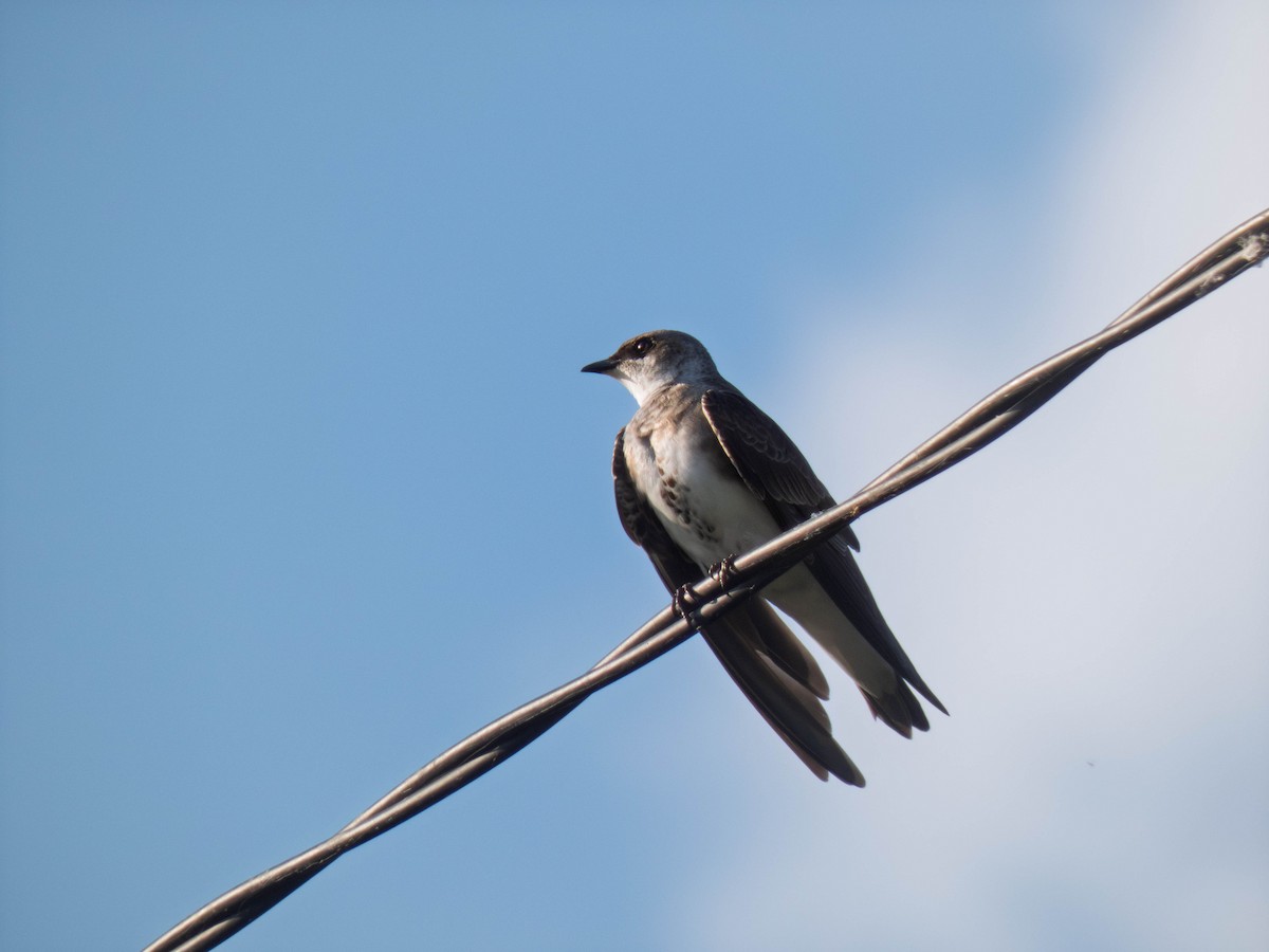 Brown-chested Martin - ML644594234