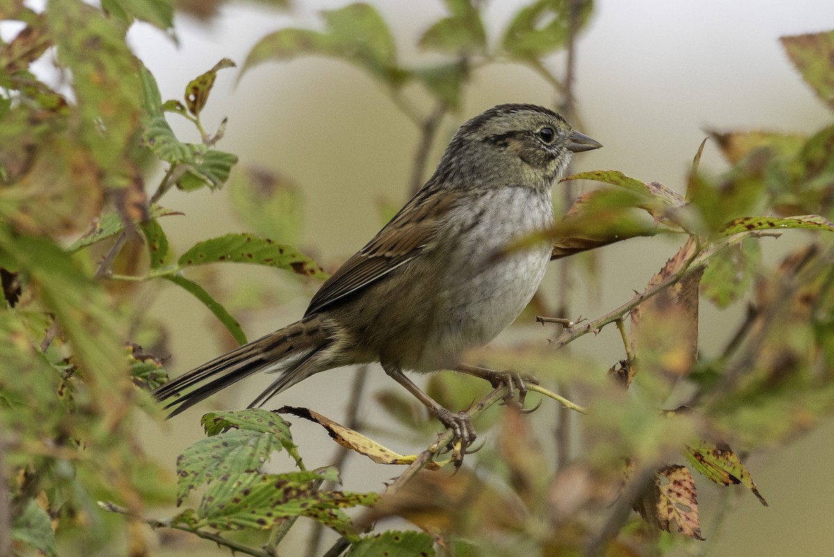 Swamp Sparrow - ML644594235