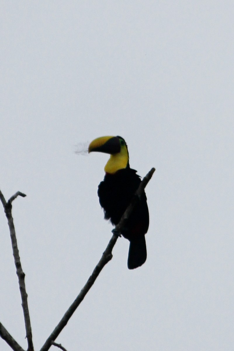 Yellow-throated Toucan - ML644594240