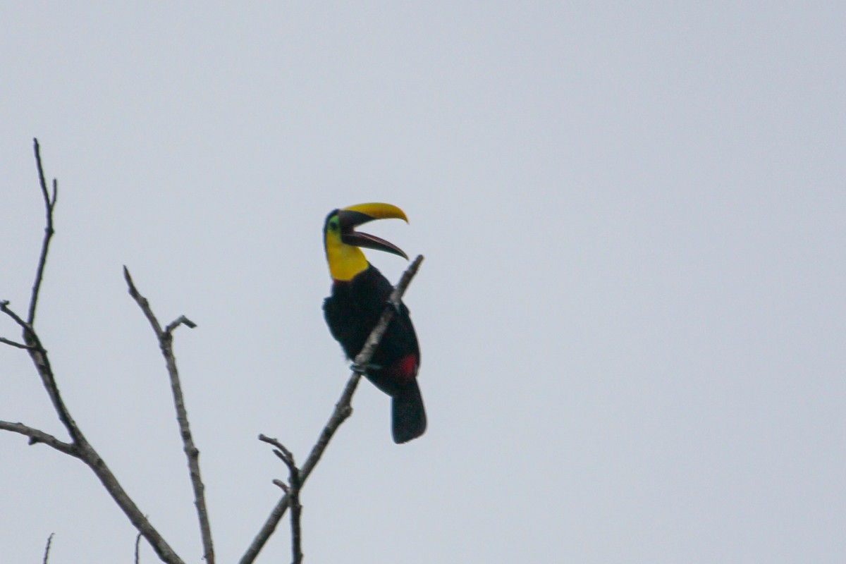 Yellow-throated Toucan - ML644594241
