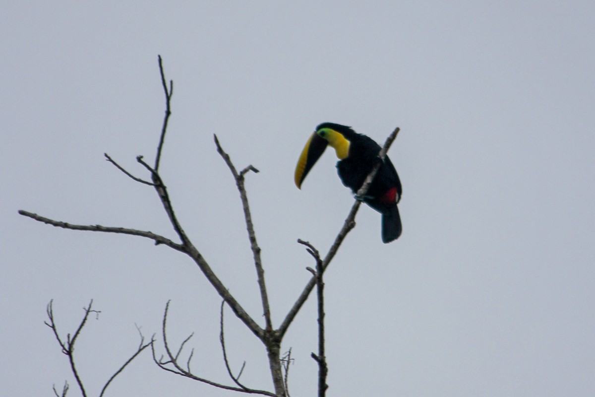 Yellow-throated Toucan - ML644594242