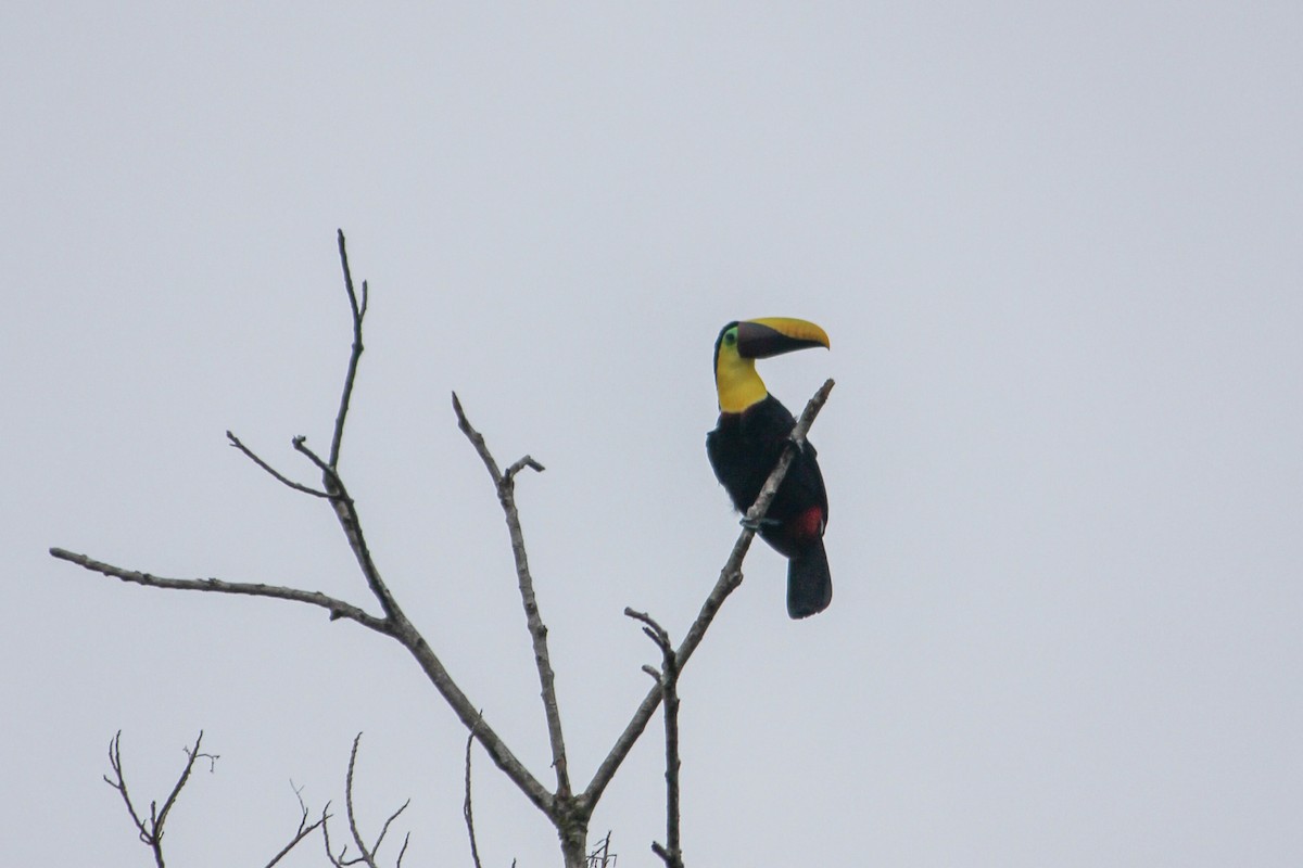 Yellow-throated Toucan - ML644594243