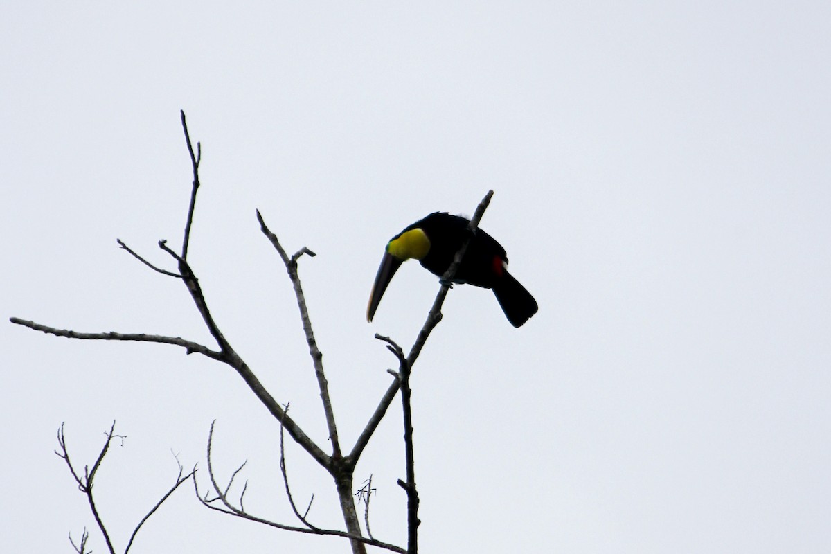 Yellow-throated Toucan - ML644594244