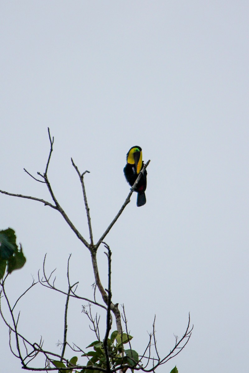 Yellow-throated Toucan - ML644594245