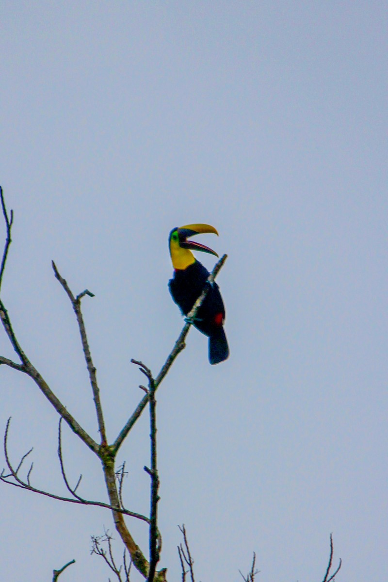 Yellow-throated Toucan - ML644594246