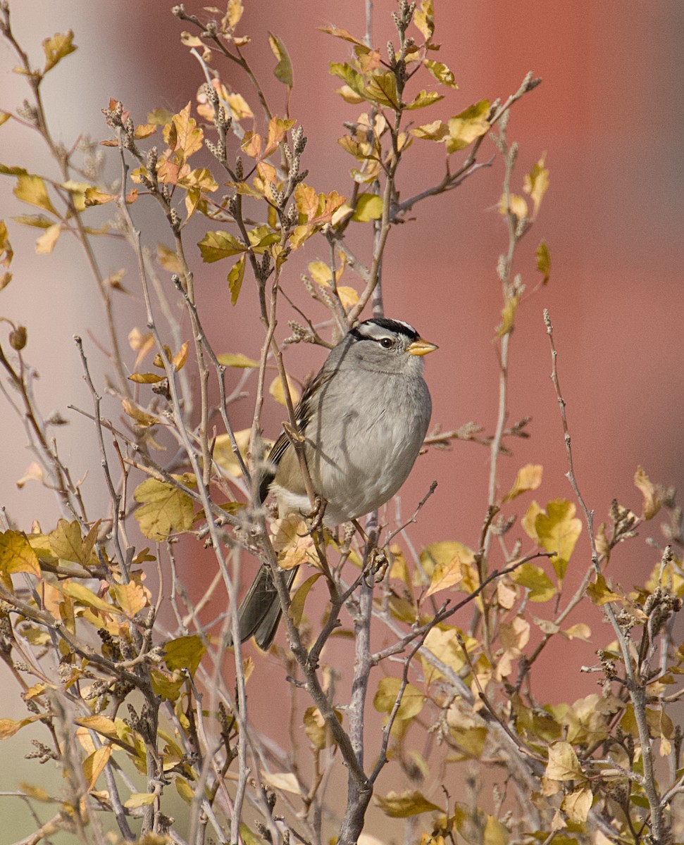 White-crowned Sparrow - ML644594249