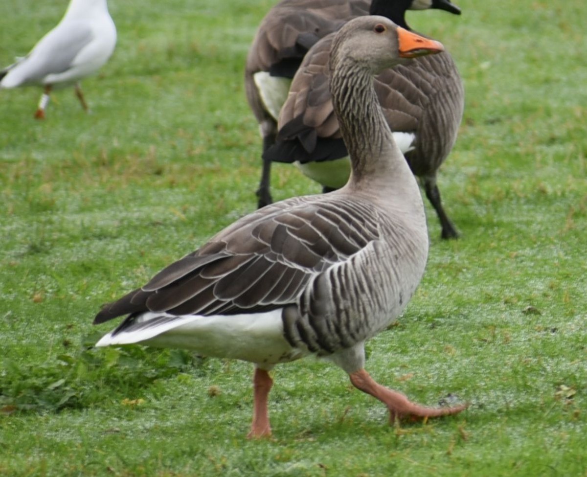 husa velká - ML644594250