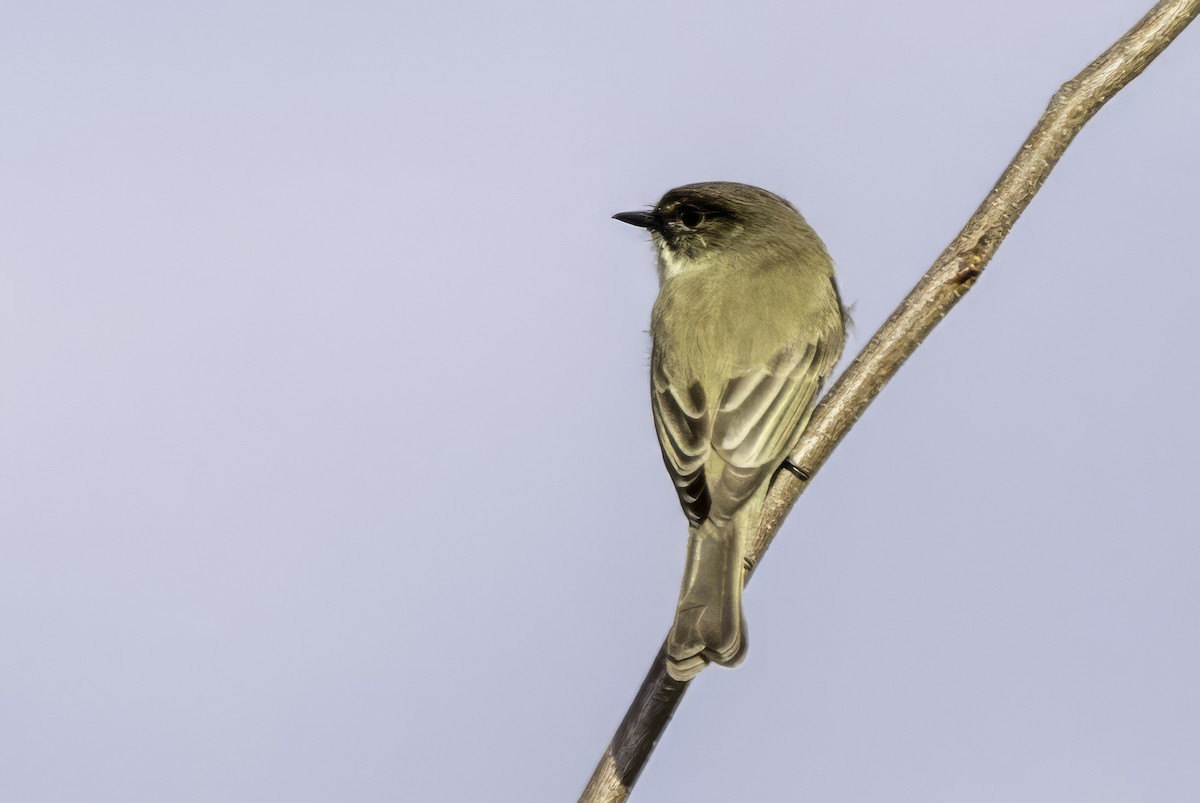 Eastern Phoebe - ML644594252