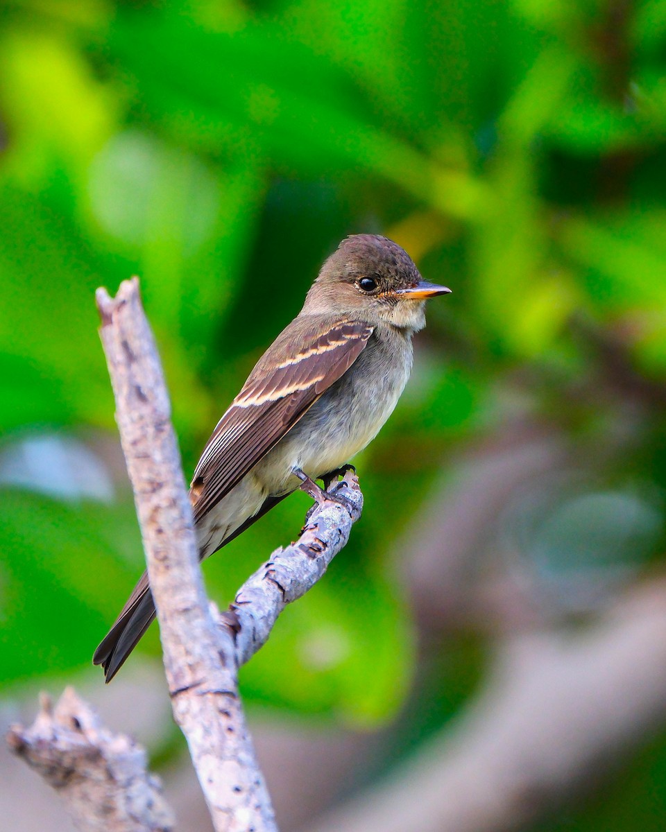 Hellbauch-Schnäppertyrann - ML644594253