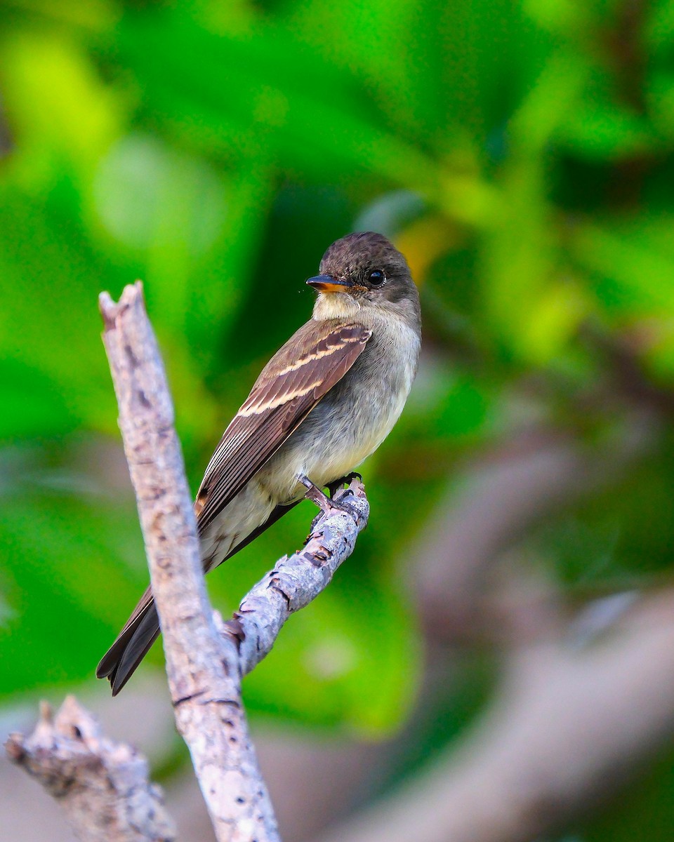 Hellbauch-Schnäppertyrann - ML644594254