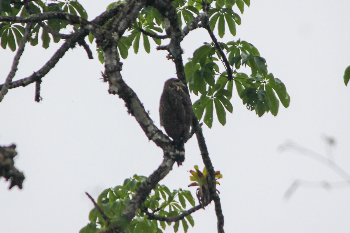 Great Black Hawk - ML644594256