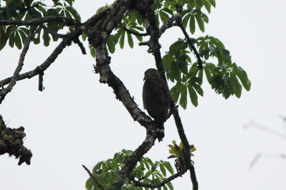 Great Black Hawk - ML644594257