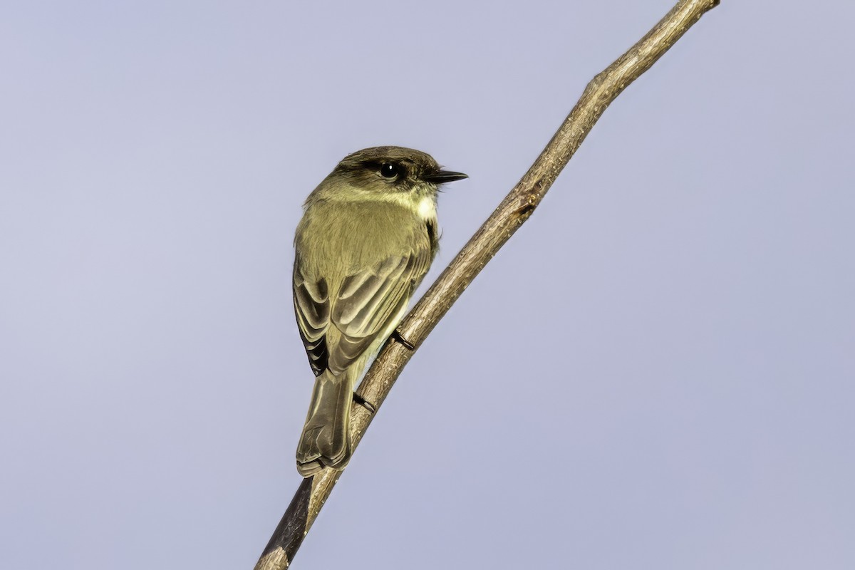 Eastern Phoebe - ML644594259