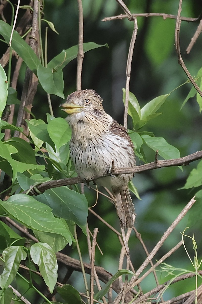 Лінивка-смугохвіст білогорла - ML644594260