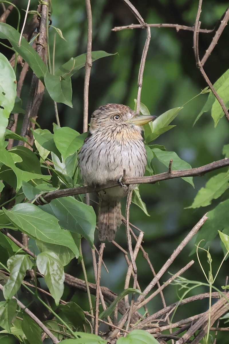 Лінивка-смугохвіст білогорла - ML644594261