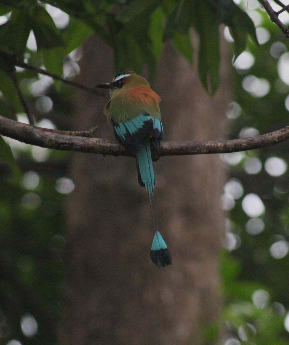 Turquoise-browed Motmot - ML644594262