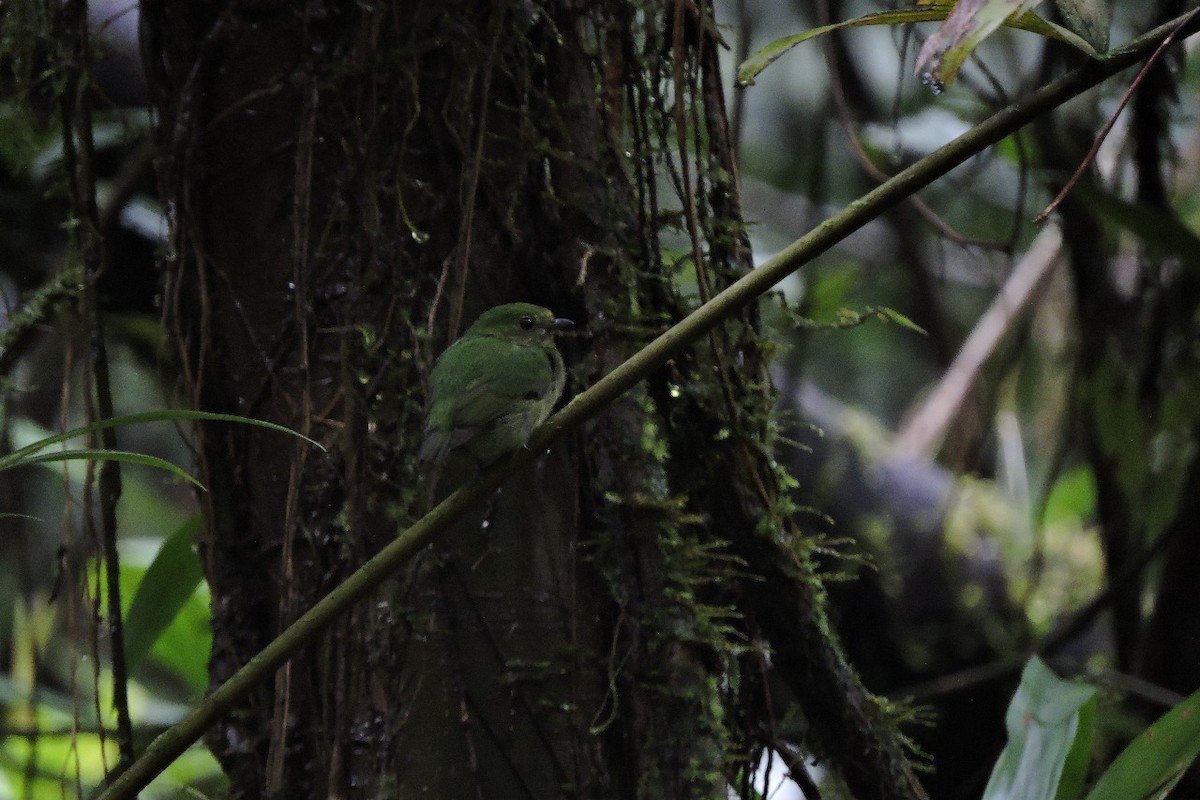 Choco Manakin - ML644594265