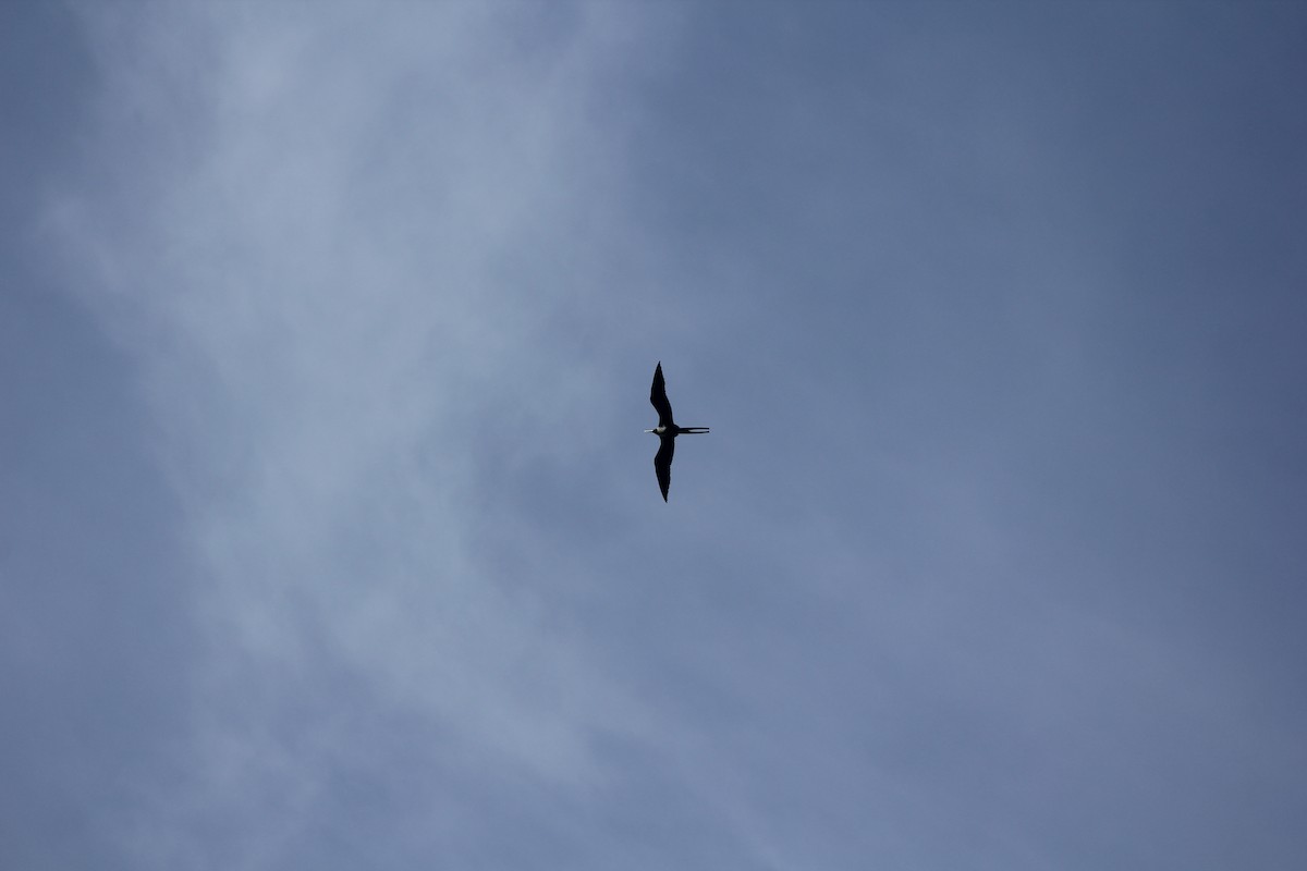 Magnificent Frigatebird - ML644594270