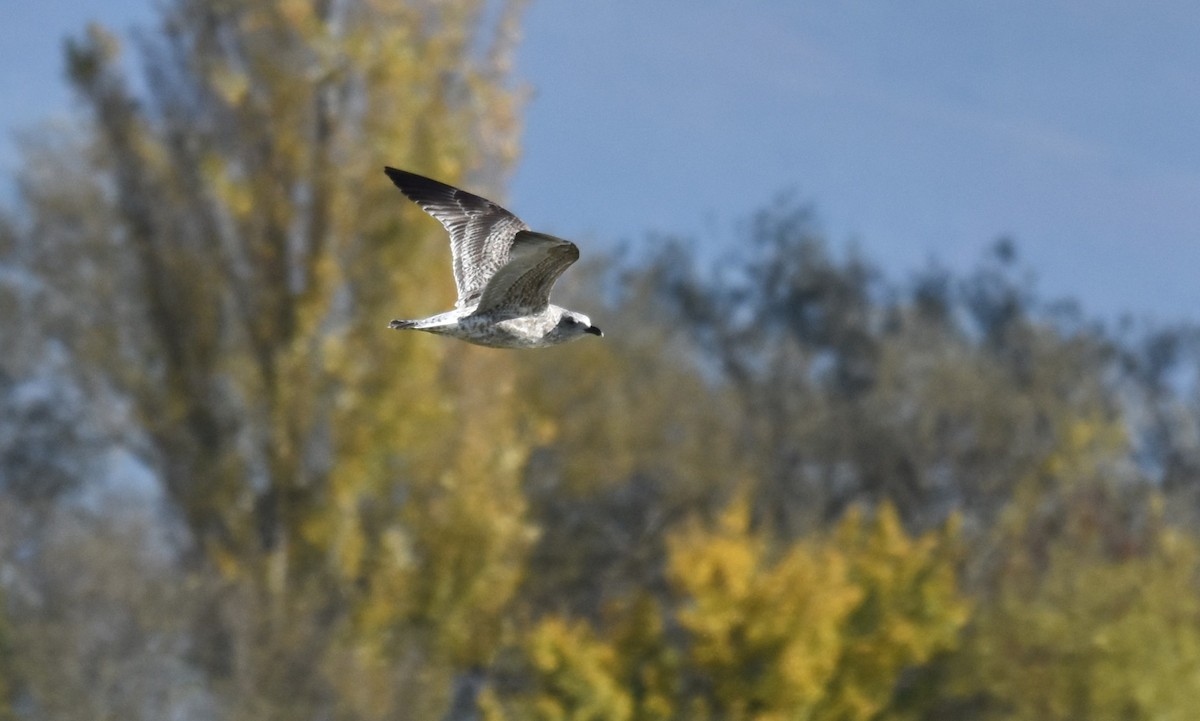 Мартин скельний - ML644594272