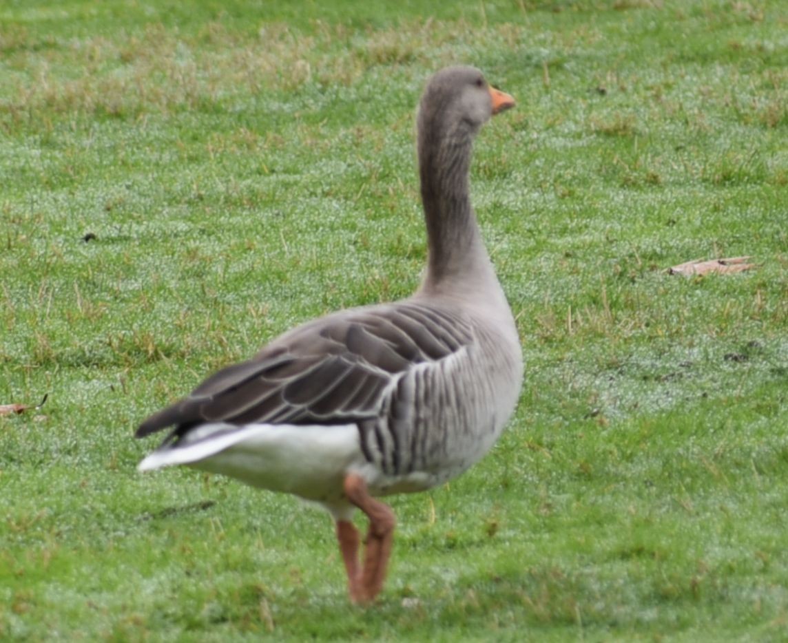 husa velká - ML644594287