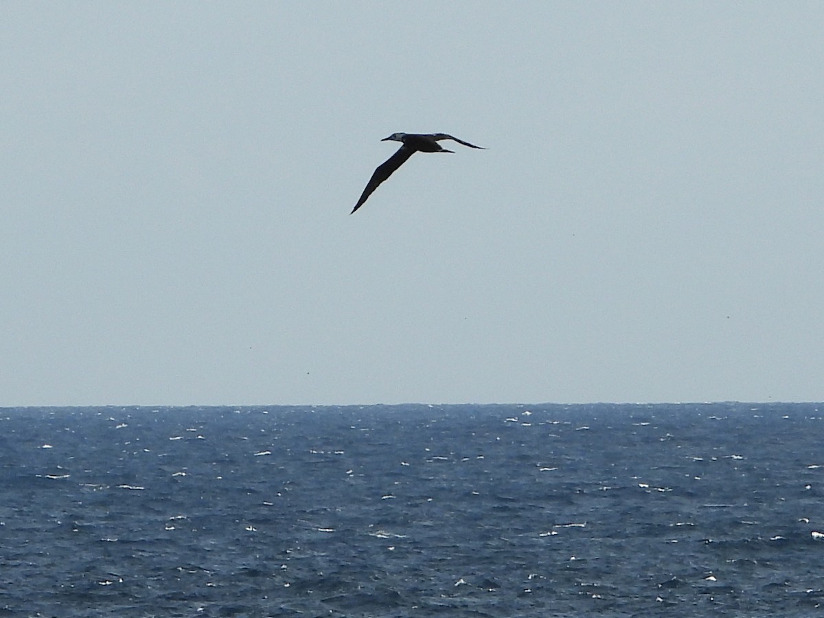 Сула атлантична - ML644594288