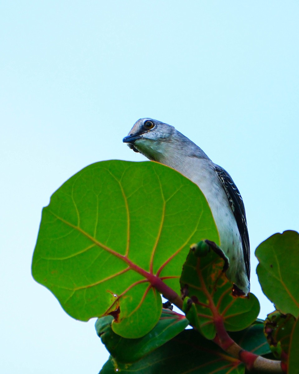 Tropical Mockingbird - ML644594293