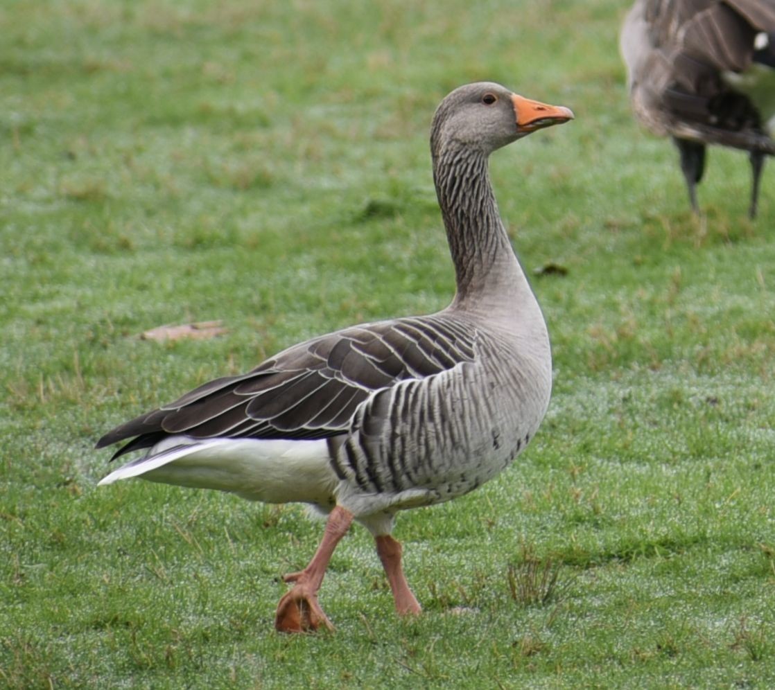 husa velká - ML644594296