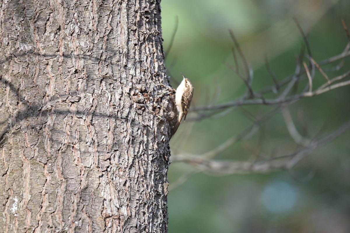 amerikatrekryper - ML644594304