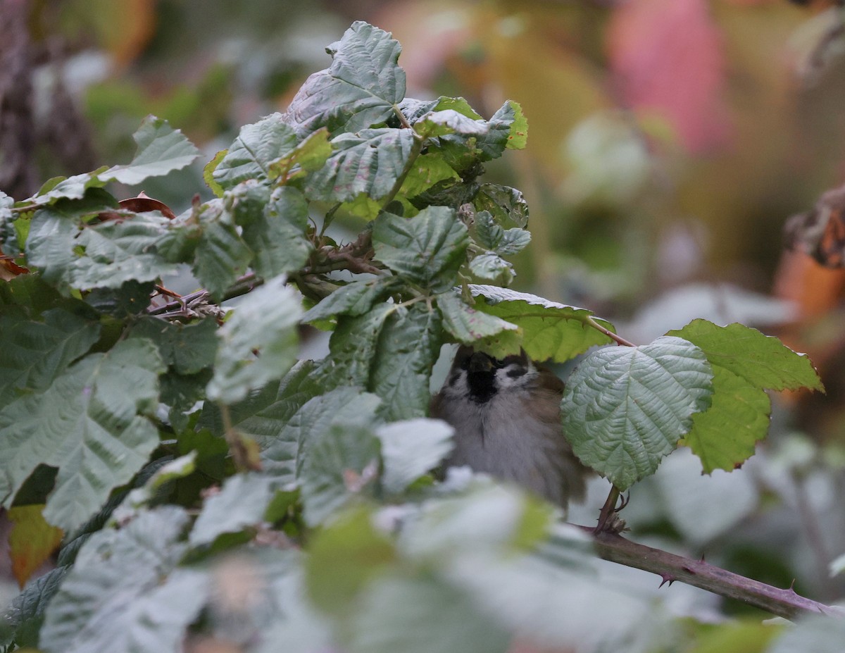 Ağaç Serçesi - ML644594307