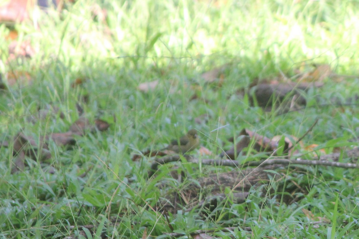 Variable Seedeater - ML644594308