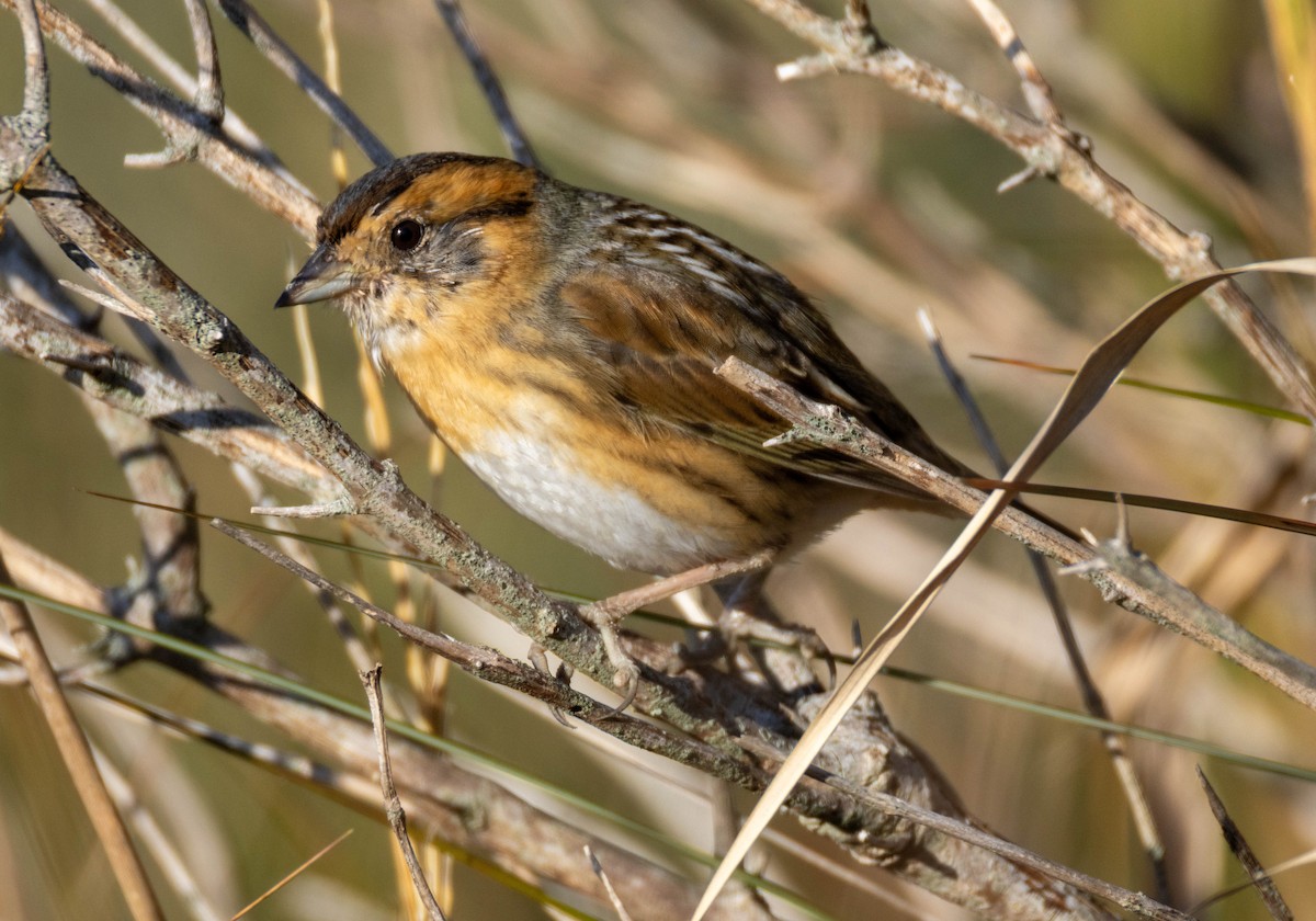 Nelson's Sparrow - ML644594314