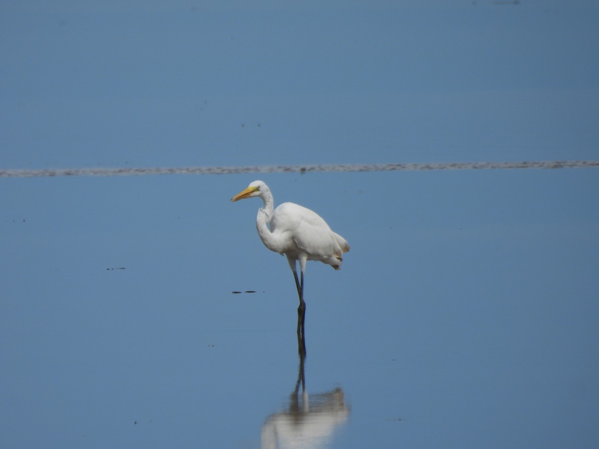 Great Egret - ML644594315
