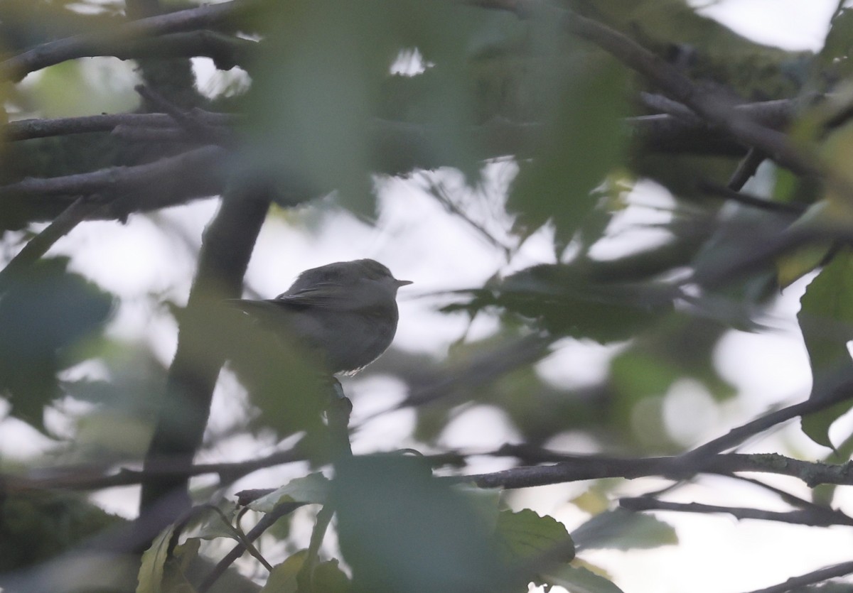 Pouillot fitis - ML644594317